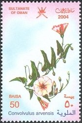 Stamp, Convovulus arvensis, Oman,  , Flowers