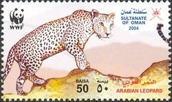 Arabian Leopard (Panthera pardus nimr)