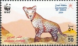 Arabian Leopard (Panthera pardus nimr)