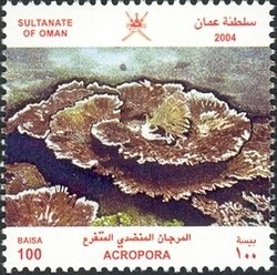Stony Coral (Acropora sp.)