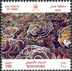 Stony Coral (Montipora sp.)