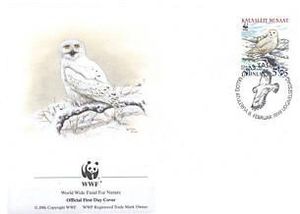 Snowy Owl (Bubo scandiacus)