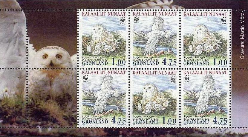 Snowy Owl (Bubo scandiacus)