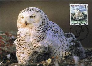 Snowy Owl (Bubo scandiacus)