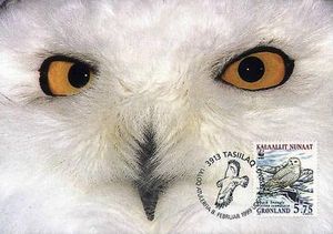 Maxi Cards, Snowy Owl (Bubo scandiacus), Greenland,  , WWF, Birds of Prey, Owls
