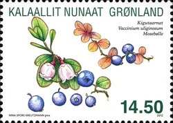 Northern Bilberry (Vaccinium uliginosum)