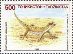 Strauch's Even-fingered Gecko (Alsophylax loricatus)
