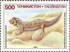 Common Wonder Gecko (Teratoscincus scincus) 