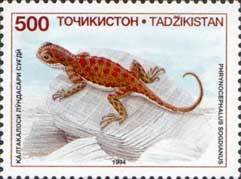 Tadjikistan Toadhead Agama (Phrynocephalus sogdianus)