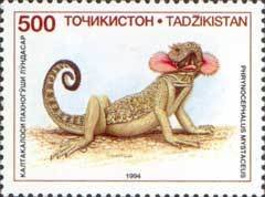 Secret Toadhead Agama (Phrynocephalus mystaceus)