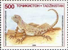Sunwatcher Toadhead Agama (Phrynocephalus helioscopus)