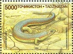 Schneider's Skink (Eumeces schneideri)
