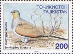 Tibetan sandgrouse (Syrrhaptes tibetana)