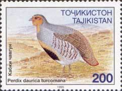 Stamp, Daurian partridge (Perdix dauricae), Tajikistan,  , Birds