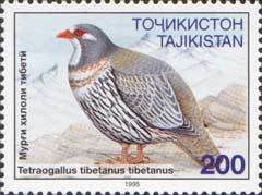 Tibetan snowcock (Tetraogallus tibetanus)