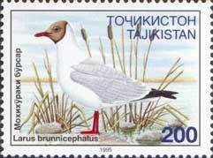 Brown-headed Gull (Larus brunnicephalus)