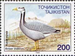 Bar-headed goose (Anser indicus)