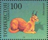 Carakal (Caracal caracal)