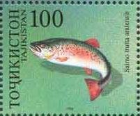Aral Sea Trout (Salmo trutta aralensis)