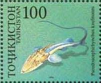 Kaufmann's Shovelnose (Pseudoscaphirhyncus kaufmanni)