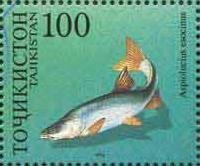 Pike asp (Aspiolucius esocinus)