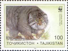 Pallas's Cat (Otocolobus manul)