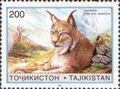 Mongolian Lynx (Lynx lynx isabellina) 
