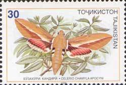 Stamp, Dogbane Hawkmoth (Celerio chamyla apocyni), Tajikistan,  , Butterflies