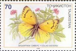 Butterfly (Colias sieversi)