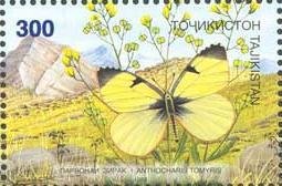 Aurora Butterfly (Anthocharis tomyris)