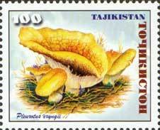Pleurotus eryngii