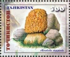 Morchella steppicola