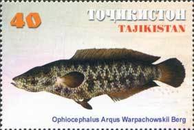 Northern Snakehead (Channa argus warpachowskyi)