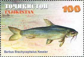 Aral Barbel (Barbus brachycephalus) 