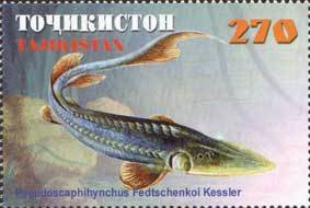 Stamp, Syr Darya Shovelnose (Pseudoscaphirhynchus fedtschenkoi), Tajikistan,  , Fishes
