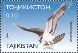 Osprey (Pandion haliaetus)