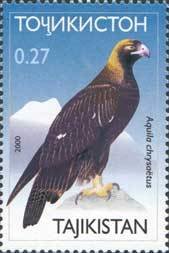 Golden Eagle (Aquila chrysaetos)