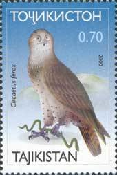 Short-toed Snake Eagle (Circaetus gallicus)