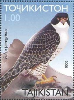 Peregrine Falcon (Falco peregrinus)