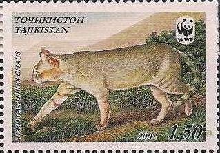 Reed cat (Felis chaus)