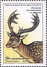 Dybowski's Sika Deer (Cervus nippon hortulorum)