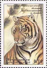 Siberian Tiger (Panthera tigris altaica)