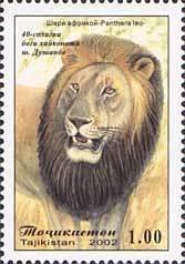 Lion (Panthera leo)