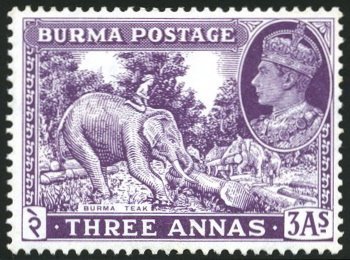 Asian Elephant (Elephas maximus) with Mahout doing Woodwork