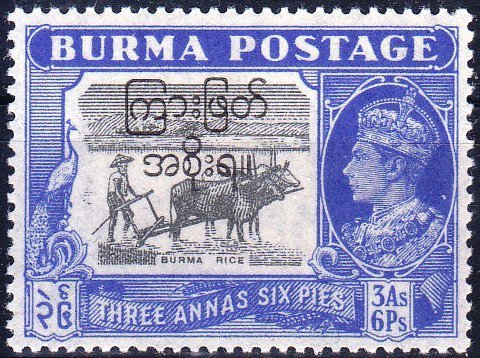 Ploughing of the Rice Field with Burmese