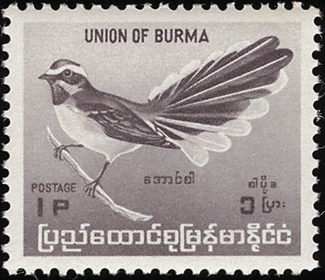 White-browed Fantail (Rhipidura aureola)