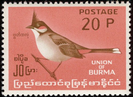 Red-whiskered Bulbul (Pycnonotus jocosus)
