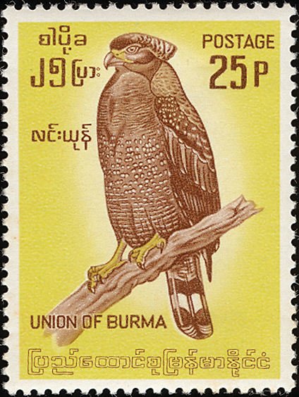 Crested Serpent-eagle (Spilornis cheela)