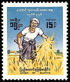 Rice Farmer
