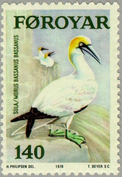 Northern Gannet (Morus bassanus)